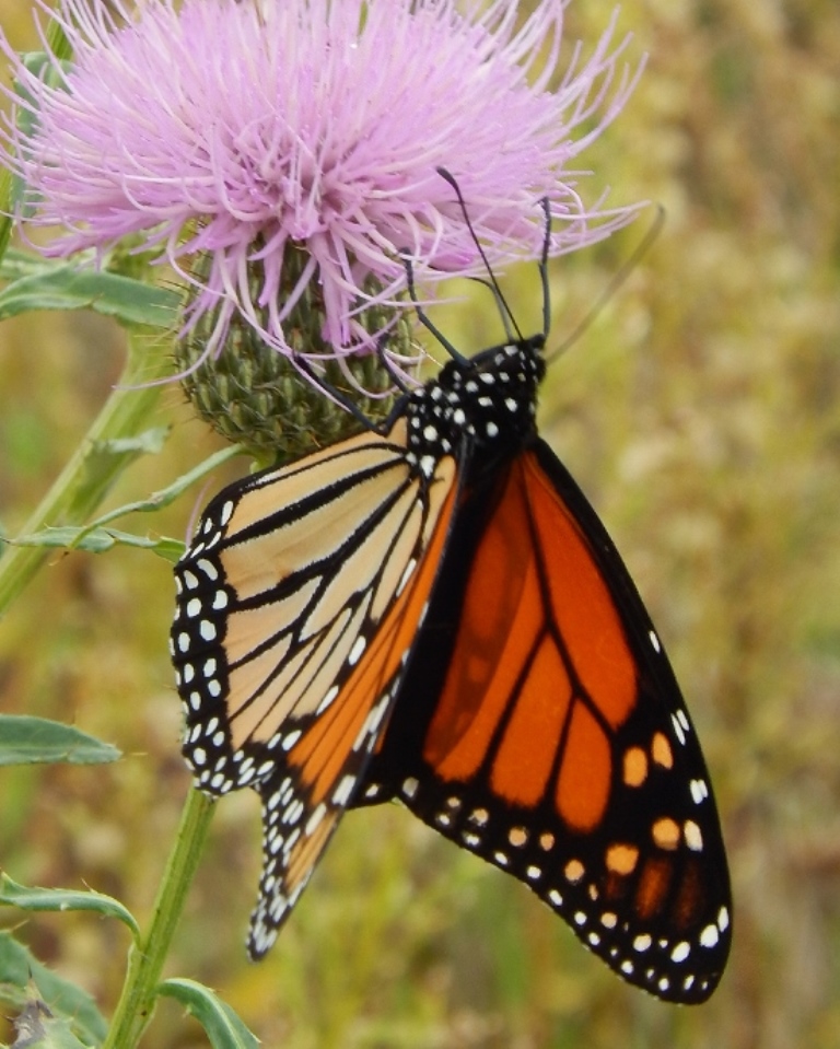 Monarch Butterfly