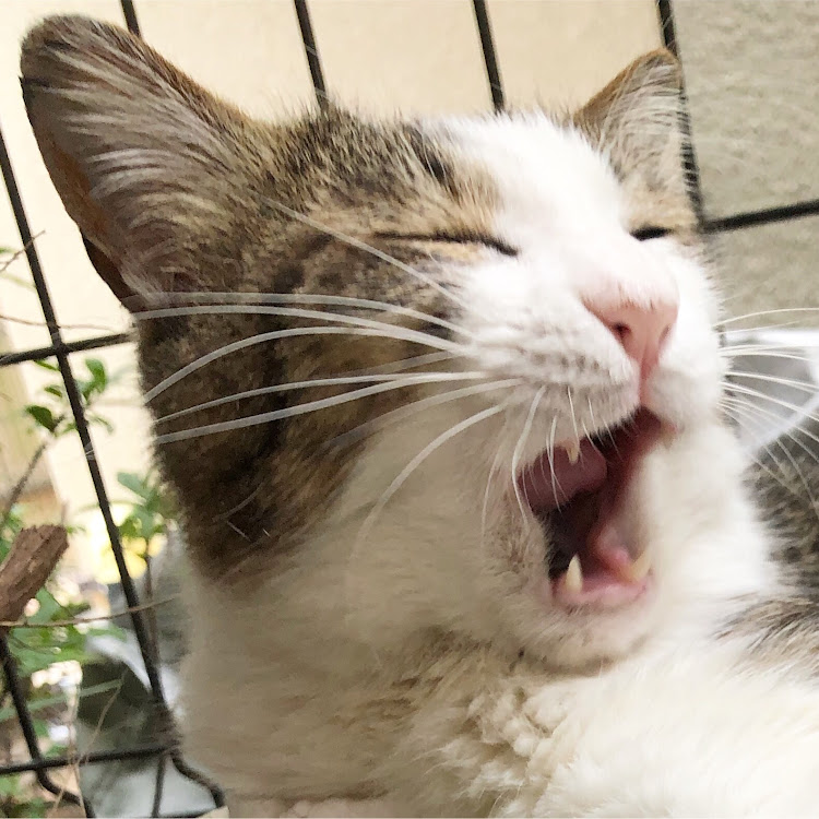 セレナのさばやまさばおさん・カサブランカ・紫陽花・CT愛猫部に関するカスタム事例の投稿画像1枚目