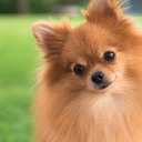 Pomeranian HD Wallpapers Pets Theme