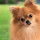 Pomeranian HD Wallpapers Pets Theme
