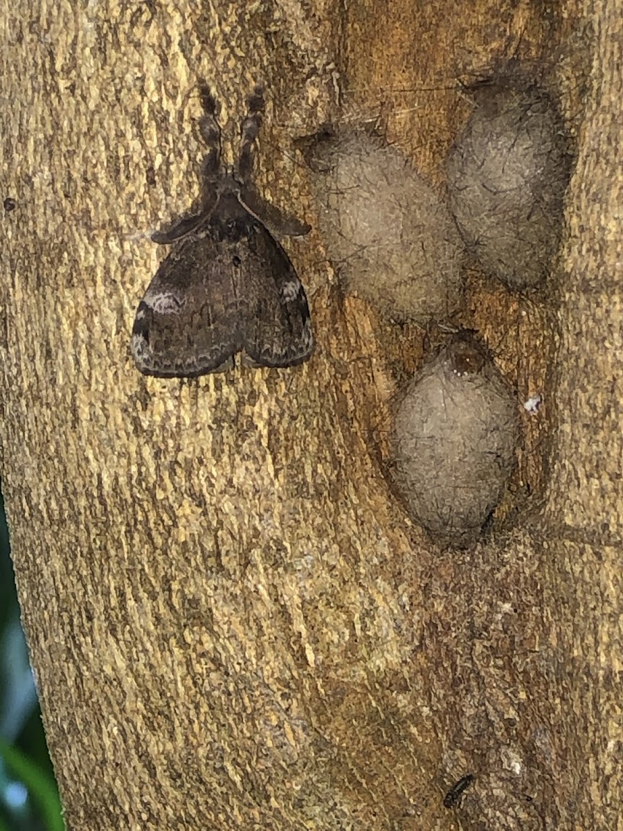 White Marked Tussock Moth