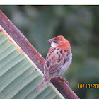 Russet Sparrow