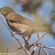 Stonechat; Tarabila Común