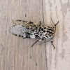 Giant Leopard Moth