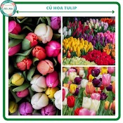 Củ Hoa Tulip(Tuylip) Janderwith Hà Lan - 1 Củ - Được Chọn Màu( Ra Hoa Sau 30 - 35 Ngày) - Ảnh Hướng Dẫn Trồng Sau Ảnh Bìa