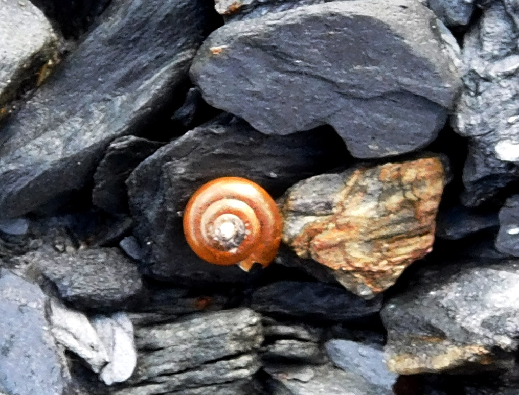 Three-whorled Ram's Horn snail