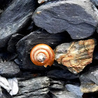 Three-whorled Ram's Horn snail