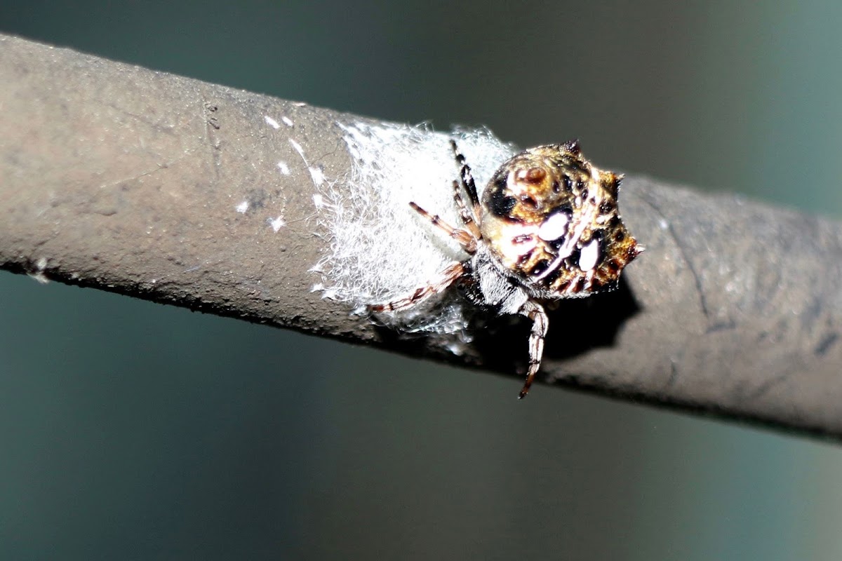 Spiny Orbweaver