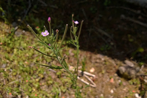 Epilobium obscurum