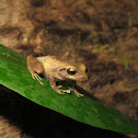 Pigmy Robber Frog