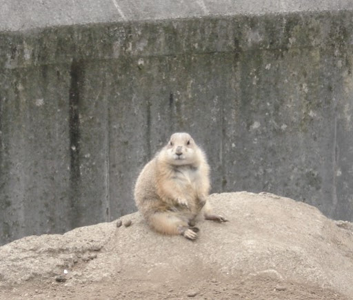 古城まこと