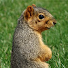 Fox Squirrel