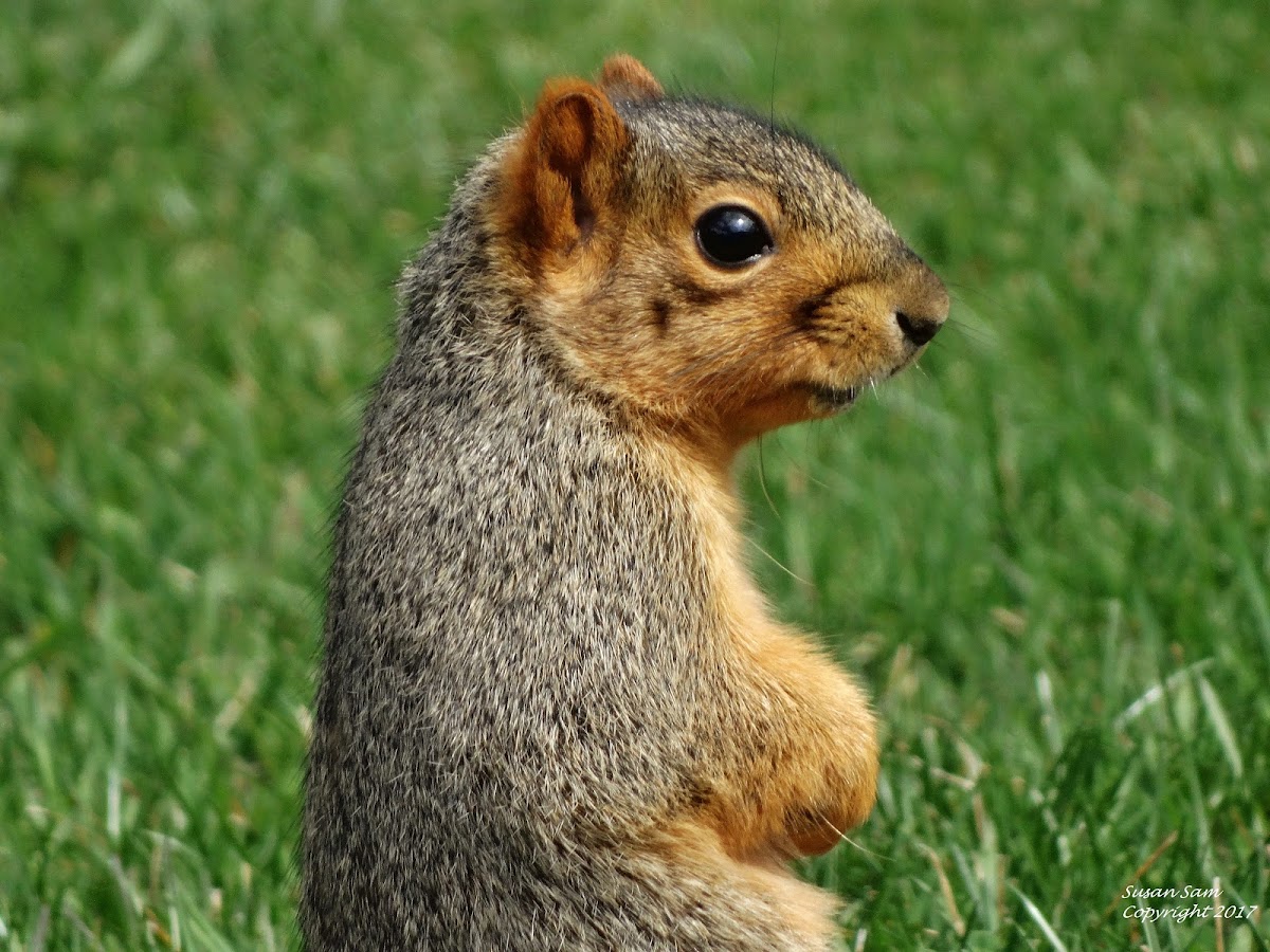 Fox Squirrel