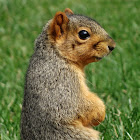 Fox Squirrel