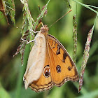 Peacock Pansy