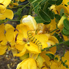 Sulphur Caterpillar