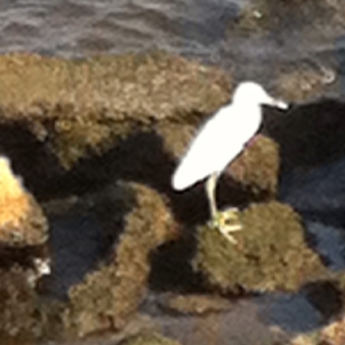 Cattle Egret