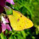 Orange sulpher butterfly