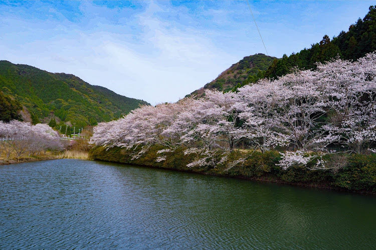 GR86のGR86・ドライブ・トヨタ・桜とコラボに関するカスタム事例の投稿画像5枚目