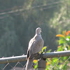 Eurasian Collard Dove