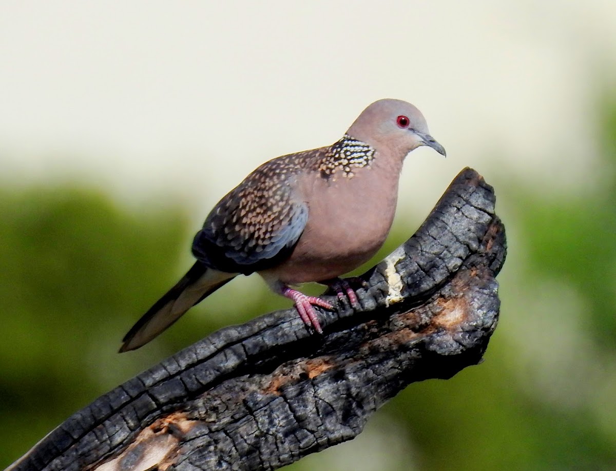 Spotted dove