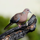 Spotted dove