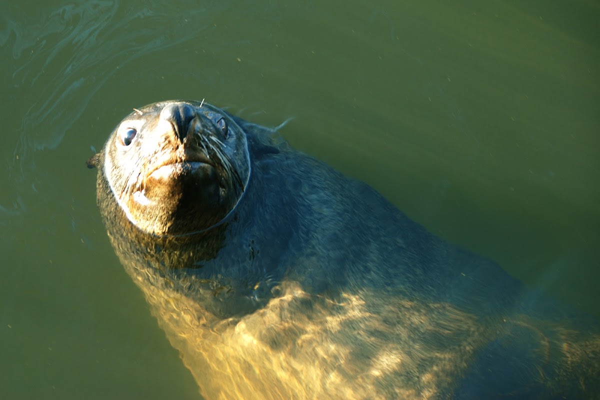 Brown Fur Seal