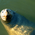 Brown Fur Seal