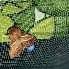 Eastern Tent Caterpillar Moth.