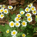 Feverfew