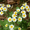 Feverfew