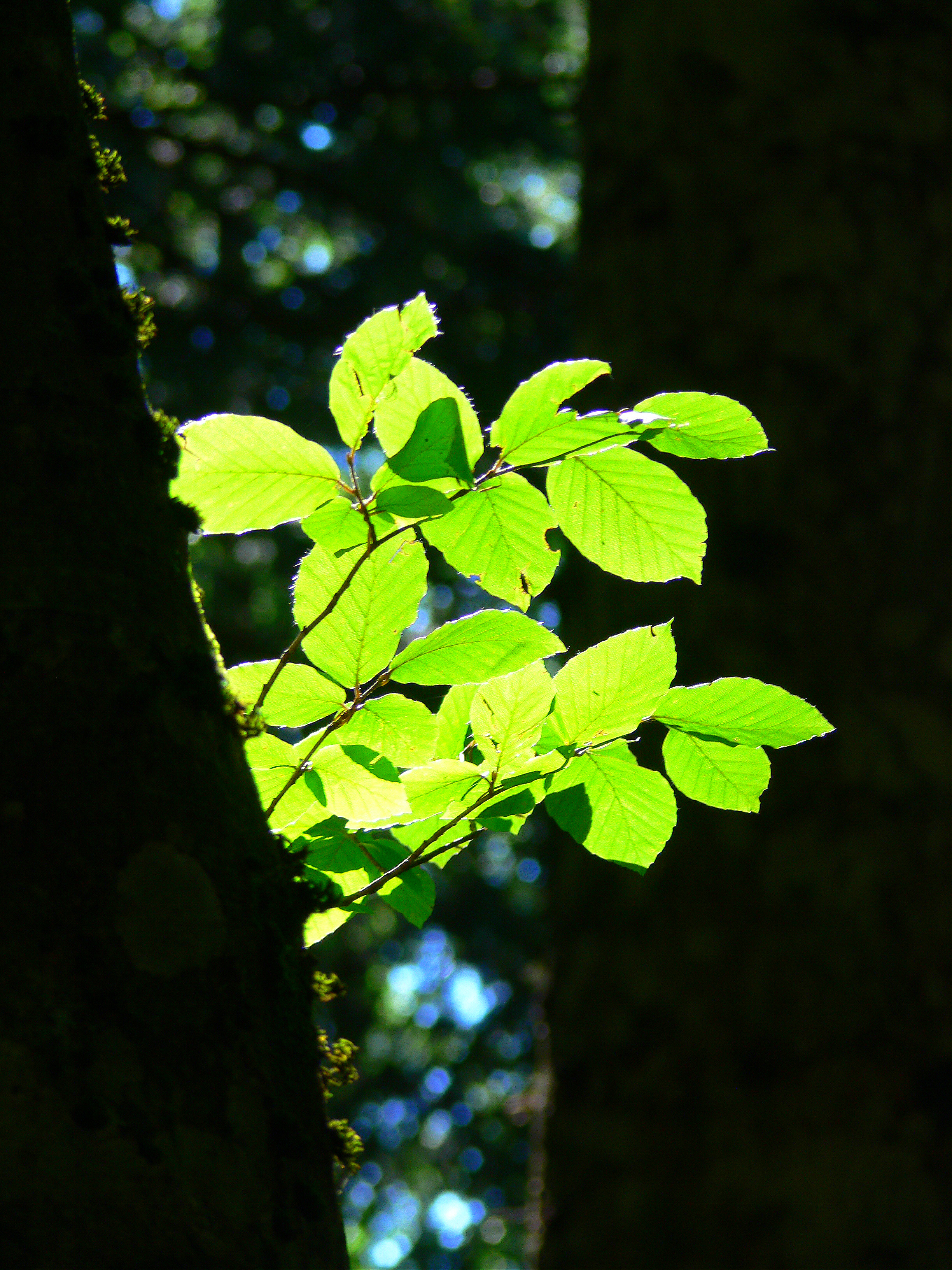 GREEN LIGHT di PhotoLoris