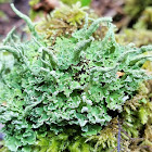 Smooth-footed Powderhorn Lichen