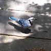 Blue jay