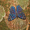 Amazon Blue Cracker -  Hamadryas chlöe