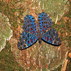 Amazon Blue Cracker -  Hamadryas chlöe