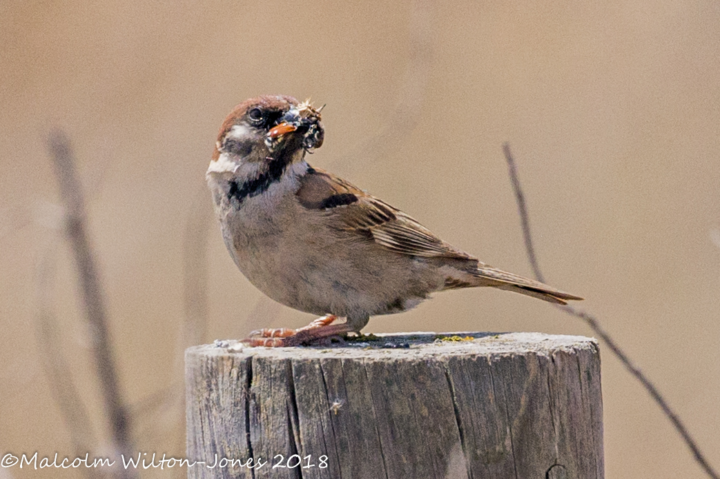 Tree Sparrow; Gorrión Molinero