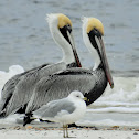 Brown pelican