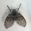 Drain fly