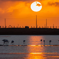 Tramonto sulla laguna di 