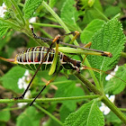 Chestnut short-wing katydid