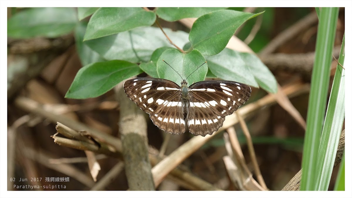 Parathyma sulpitia 殘鍔線蛺蝶