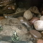 Green and Black Poison Dart Frog