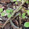 Eastern Garter Snake