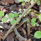 Eastern Garter Snake