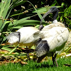 Australian white ibis