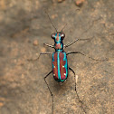 Tiger Beetle