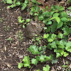 Eastern cottontail