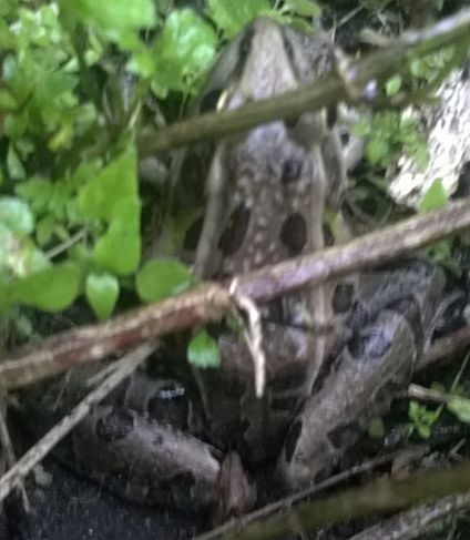 Southern Leopard Frog