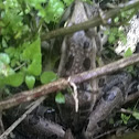 Southern Leopard Frog